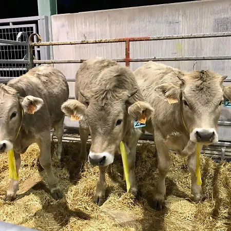 Vall D'aneu Esterri D'Aneu